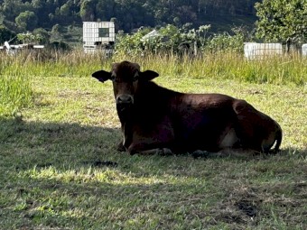 Young Senepol X bull