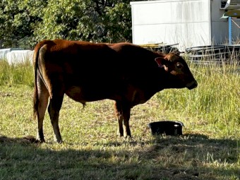 Young Senepol X bull
