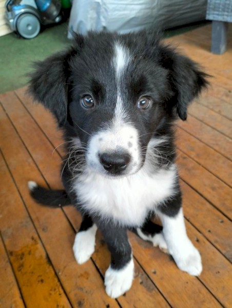 Border collie