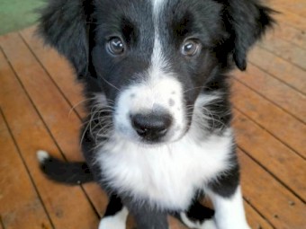Border collie