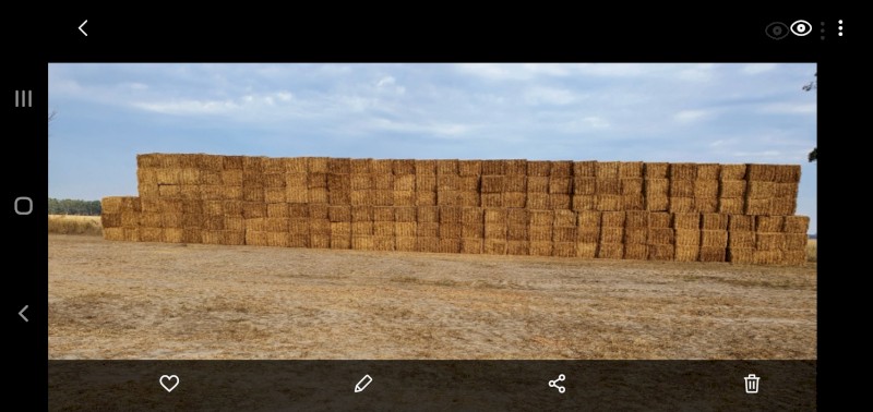 Vetch hay