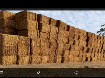 Vetch hay