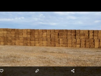 Vetch hay