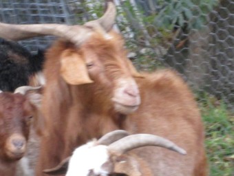 Large Male Buck Goat Brown colour 5 to 6 years of age.
