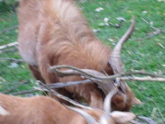 Large Male Buck Goat Brown colour 5 to 6 years of age.