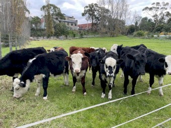 Hereford cross calves