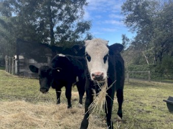 Hereford cross calves