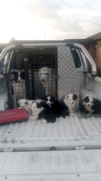 Border Collie Puppies