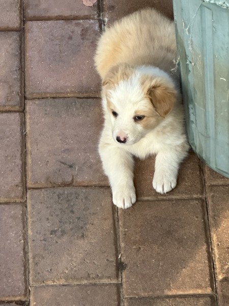 Pure Bred Border Collies