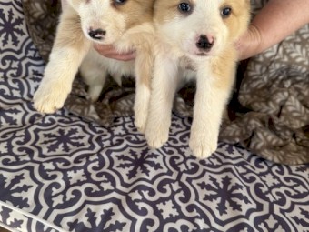 Pure Bred Border Collies