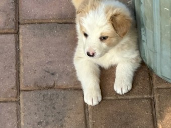 Pure Bred Border Collies