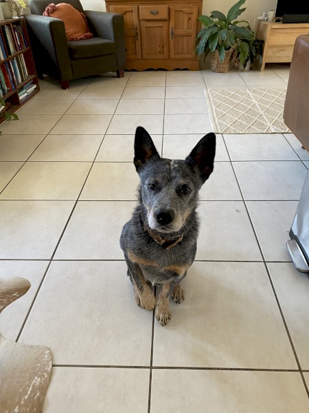 2 Year old Blue Heeler 