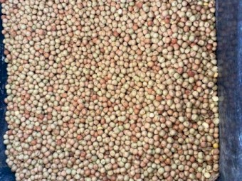 Twighlight Peas
