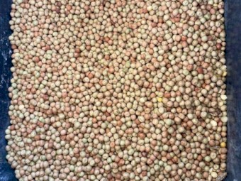 Twighlight Peas