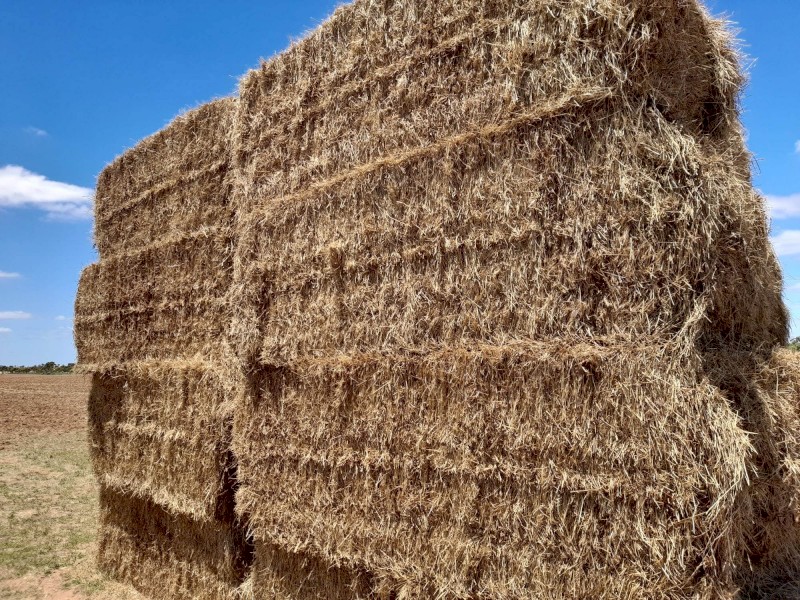 Certified Organic Vetch & Ryegrass Hay Big Squares