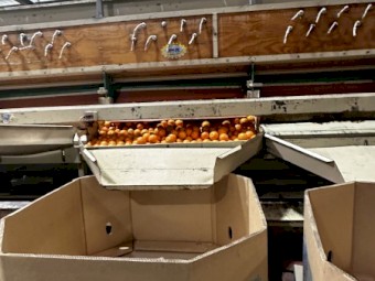 Roda Dix fruit grader