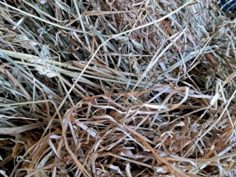 Small Squares Grass Hay