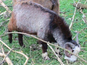 Male Goatling of about 1 year to 10 months in age.   Greyish with black markings.  