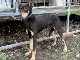 Kelpie Female