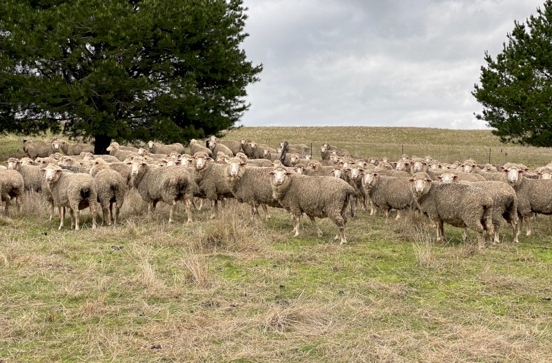 *Price Reduced* ONO 130 SIL Glendemar MPM Ewes