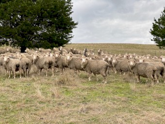 *Price Reduced* ONO 130 SIL Glendemar MPM Ewes
