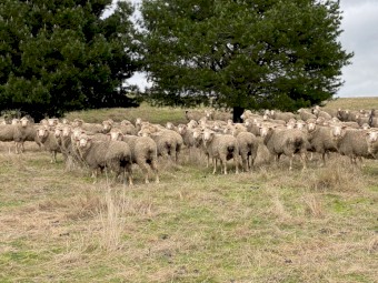 *Price Reduced* ONO 130 SIL Glendemar MPM Ewes