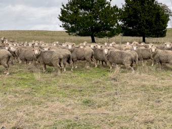 *Price Reduced* ONO 130 SIL Glendemar MPM Ewes