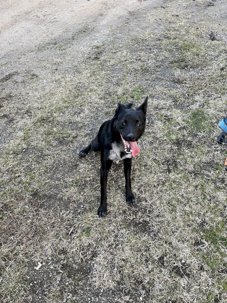 Collie x kelpie 