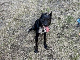 Collie x kelpie 