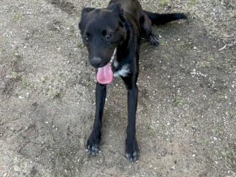 Collie x kelpie 