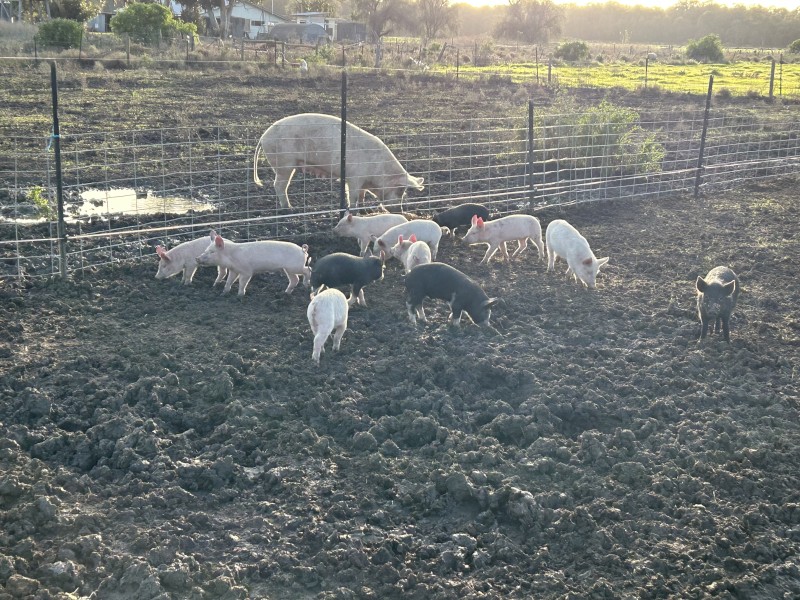 Spit Pigs
