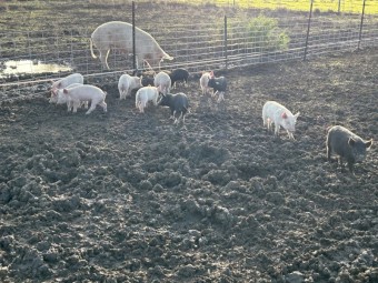 Spit Pigs
