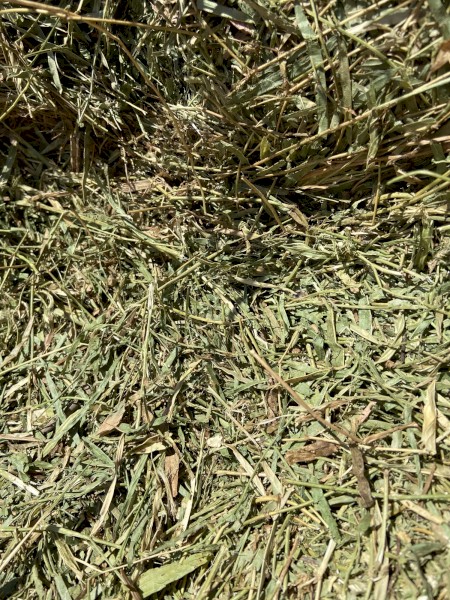 CAVALCADE  HAY