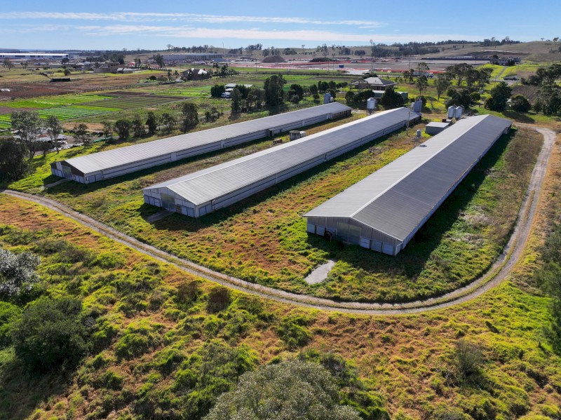 Farming Chicken Shed 16m x Length 120m