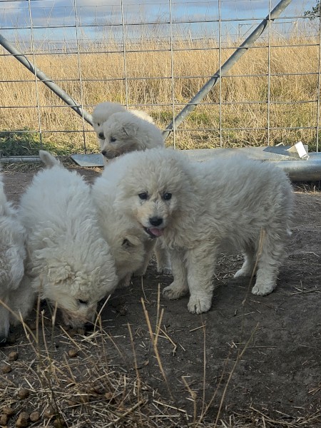 Maremma livestock guardian pups. 