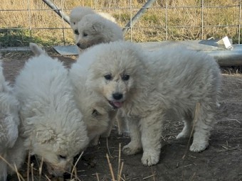 Maremma livestock guardian pups. 