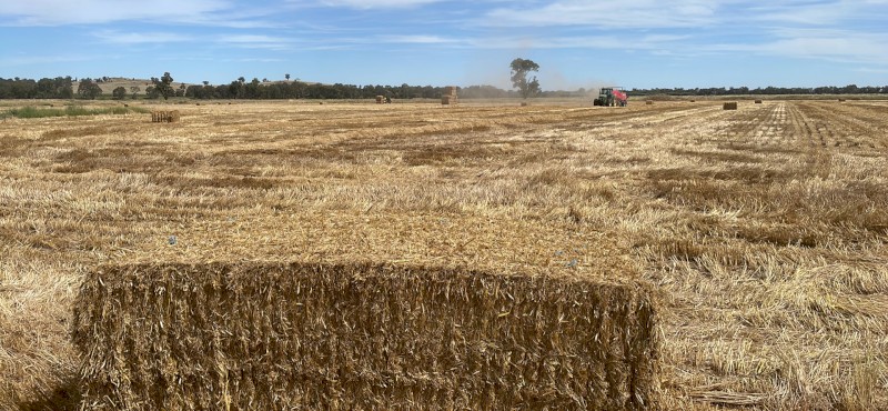 400mt Wheaten Straw 480kg 8x4x3 Bales