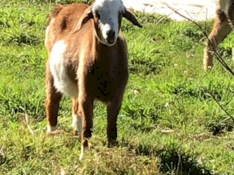 Australia Miniature goats 