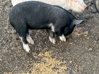 Spit Pigs