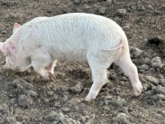 Spit Pigs