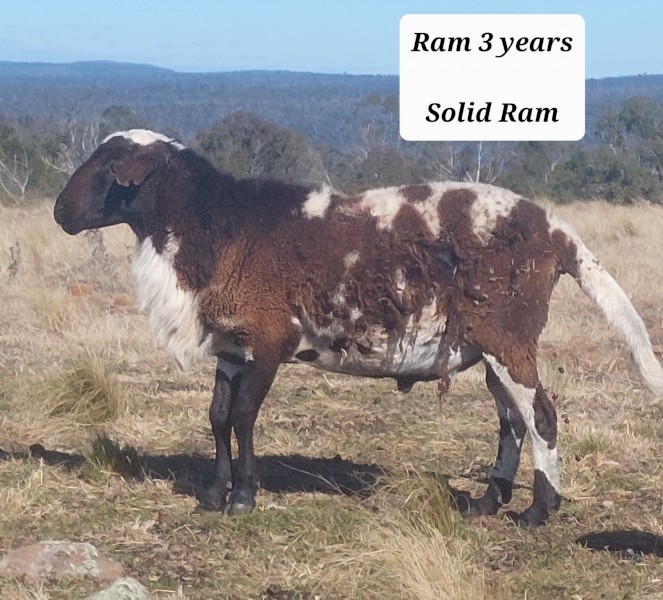 Dorper Damara Rams