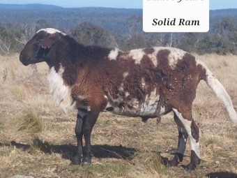 Dorper Damara Rams