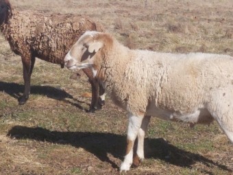 Dorper Damara Rams