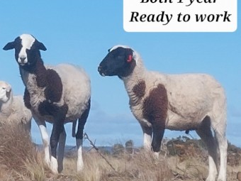 Dorper Damara Rams