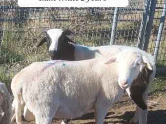 Dorper Damara Rams