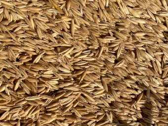 130mt Winteroo Oats