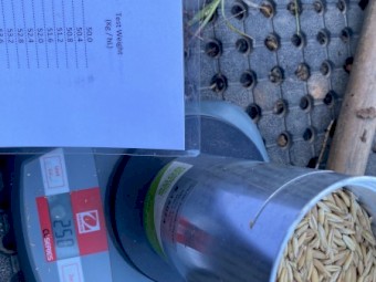 130mt Winteroo Oats