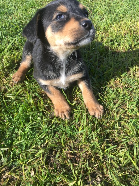 Kookie x Kelpie 