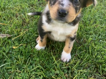Kookie x Kelpie 