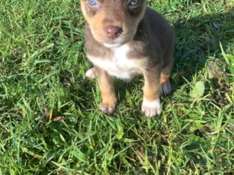 Kookie x Kelpie 